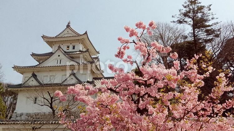 大垣城とさくら 大垣城,大垣市,岐阜県の写真素材