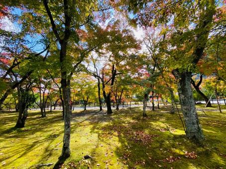 紅葉 紅葉の写真