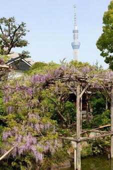 Wisteria and Skytree, JPG