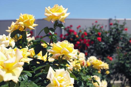 初夏のバラ公園 薔薇,バラ,バラ公園の写真素材