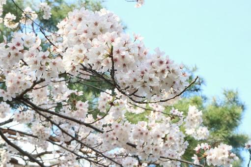 桜 桜の写真