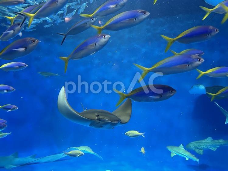 須磨シーワールド　エイとさかなたち 神戸,アクアリウム,海の生き物の写真素材