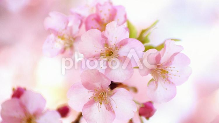 早咲き桜-422 桜,河津桜,早咲き桜の写真素材