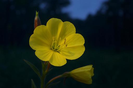 夜闇の月見草クローズアップの写真