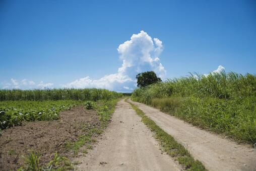 Ishigakijima Okinawa sugarcane field (sugar road), সামার চূড়ান্ত পর্যায়ে, চিনি রোড, ইশিগকি, JPG