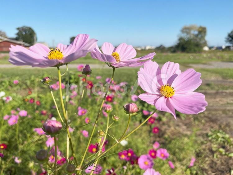 コスモスとのどかな田園風景 コスモス,秋桜,秋の風景の写真素材