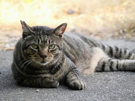 猫.1 猫.1の写真