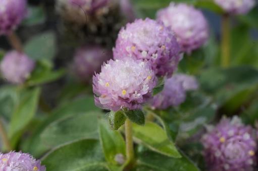 センニチコウ（千日紅）の写真