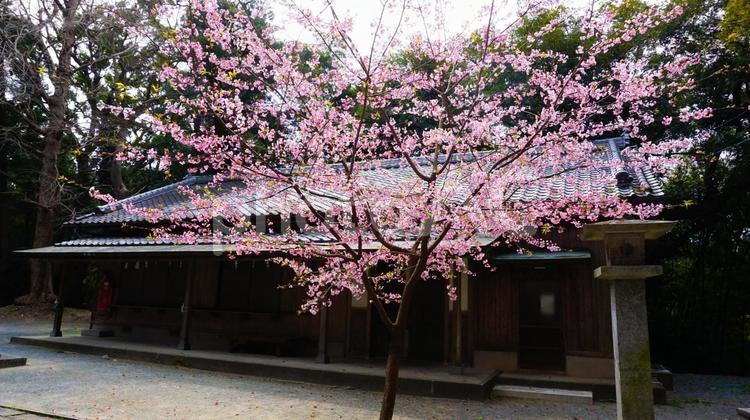 五所八幡宮の桜 桜,サクラ,さくらの写真素材