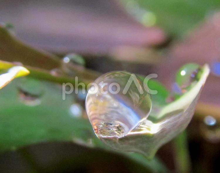 水滴と朝の光の風景 水滴,しずく,雨の写真素材