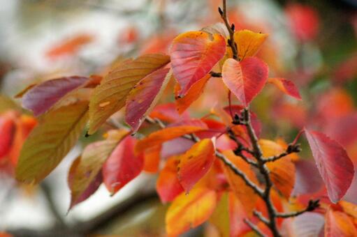 紅葉-400 紅葉-400の写真