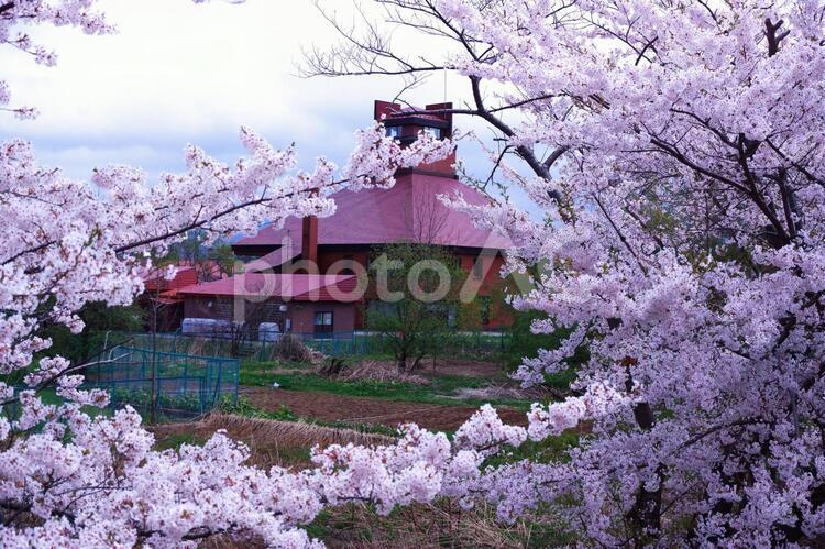 北海道の絶景は余市の桜並木 桜,花,空の写真素材