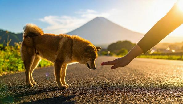 真夏、愛犬との散歩前に地面の温度を確認 真夏、愛犬との散歩前に地面の温度を確認の写真