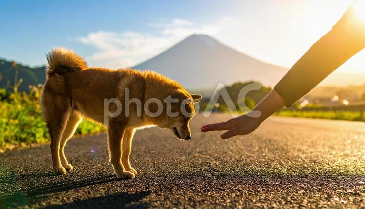 真夏、愛犬との散歩前に地面の温度を確認 熱中症予防,火傷予防,温度確認の写真素材