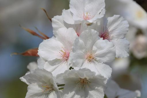 駿河台匂 駿河台匂,桜,花の写真素材