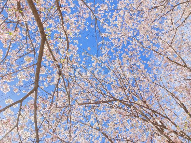 桜-晴天② 桜,春,晴天の写真素材