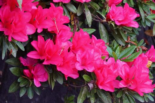 Azalea, JPG