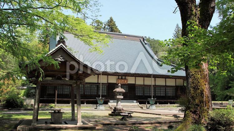 新緑の季節を迎えた西山本門寺本堂 西山本門寺,新緑,初夏の写真素材