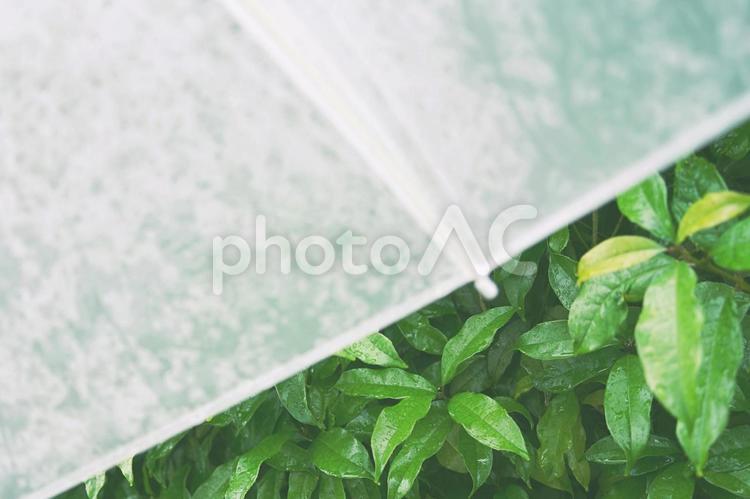 雨が降る日の傘と緑の葉っぱ 傘,雨,雨が降るの写真素材