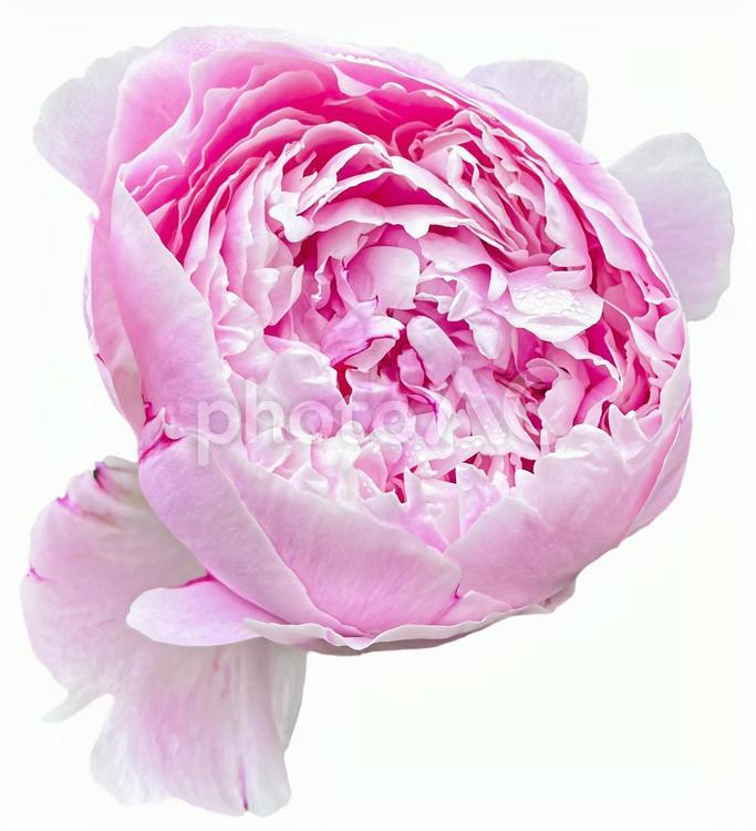 ピンクの芍薬　切抜き 芍薬,花,綺麗の写真素材
