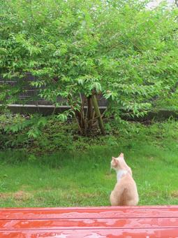 202510 我が家のにゃんこ ねこ,ネコ,ペットの写真素材