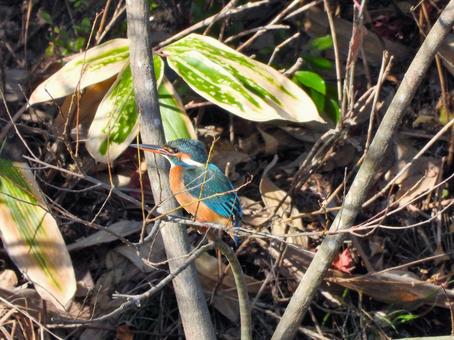 茂みの前の細枝にとまるカワセミ3 カワセミ,鳥,鳥類の写真素材