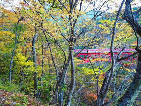 紅葉・松川渓谷高井橋 紅葉・松川渓谷高井橋 紅葉,松川,渓谷の写真素材