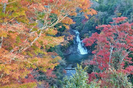 ＜千葉県＞粟又の滝（養老渓谷） 粟又の滝,養老渓谷,秋の写真素材