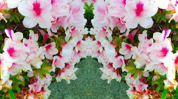 花 花の写真