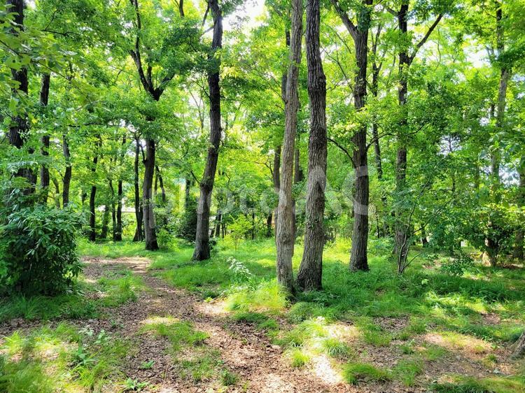 さわやかな木々と木漏れ日の小径 木漏れ日,植物,美しいの写真素材