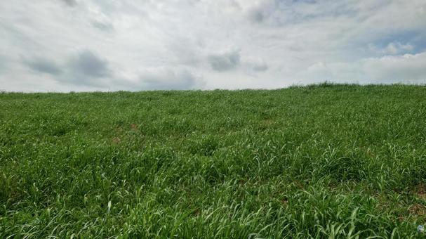 堤防 土手 堤防 土手の写真