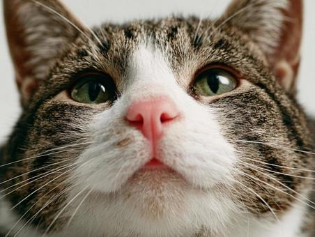 猫のアップ 猫のアップの写真