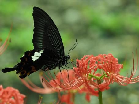 モンキアゲハと彼岸花 モンキアゲハと彼岸花の写真