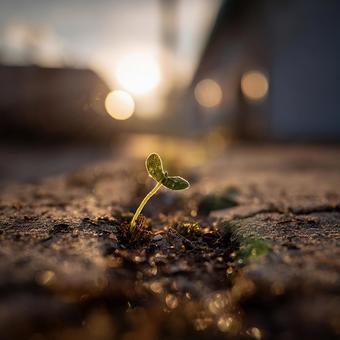 困難を乗り越え育つ小さな植物 困難を乗り越え育つ小さな植物の写真
