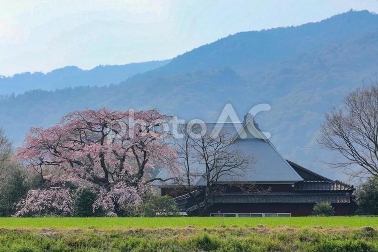 宝珠寺のヒメシダレザクラ ヒメシダレザクラ,桜,宝珠寺の写真素材