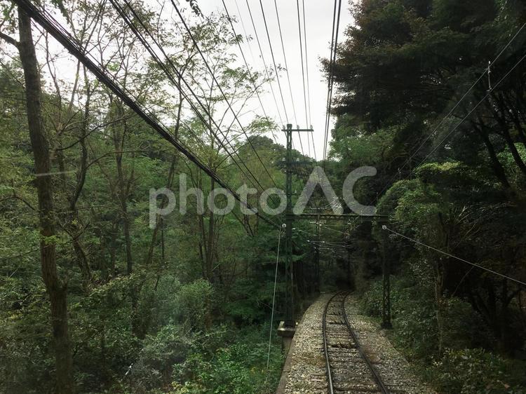 緑豊かな森と曲がりくねった鉄道 森林,鉄道,線路の写真素材