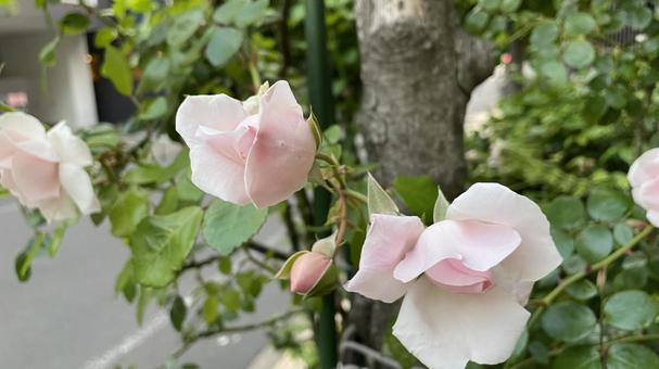 ピンクの花④ ピンクの花④ 花,植物,きれいの写真素材