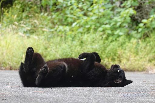 転がる黒猫 転がる黒猫 ネコ,保護猫,ニャンコの写真素材