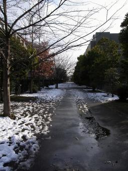 雪解けが進む住宅街のプロムナード 雪解けが進む住宅街のプロムナード 道,遊歩道,裏道の写真素材