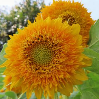 ヒマワリ(向日葵) ヒマワリ(向日葵) ヒマワリ,向日葵,花の写真素材