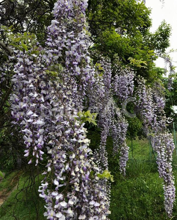 地生のフジの花 フジ,花,野生の写真素材