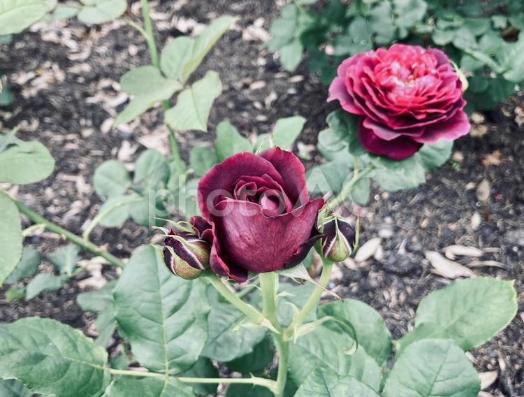 黒赤色、黒っぽい赤い渋いバラの花 薔薇,黒赤色,渋いの写真素材