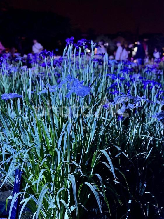 夜の堀切菖蒲園　ライトアップされる花菖蒲 堀切菖蒲園,5月,菖蒲の写真素材