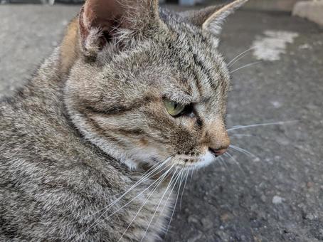 我関せず 猫,茶トラ,トラ猫の写真素材