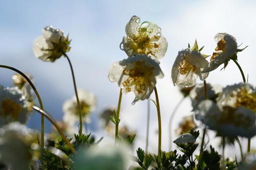 朝露に濡れるチングルマ 朝露に濡れるチングルマ チングルマ,高山植物,北海道の写真素材