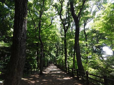 散歩道と木漏れ日 散歩道と木漏れ日の写真