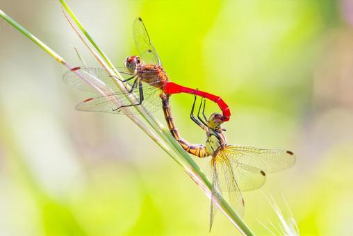 交尾するマユタテアカネ 交尾するマユタテアカネ マユタテアカネ,眉立茜,赤トンボの写真素材