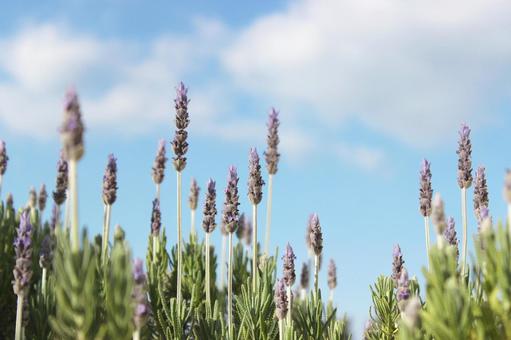 Photo, lavender, purple, fragrance, 