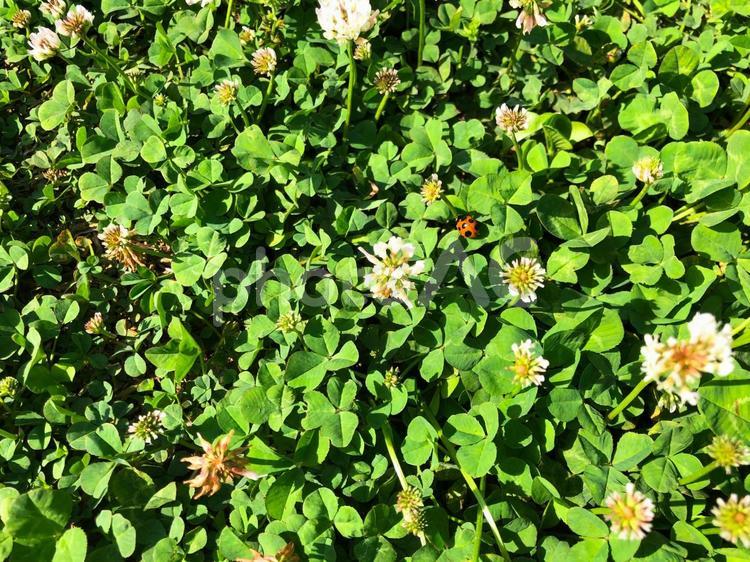 てんとう虫のいる野原 てんとう虫,ピクニック,自然の写真素材