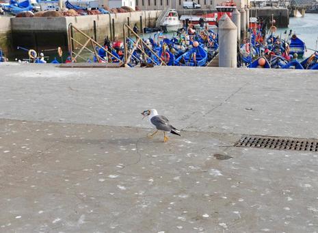 魚の頭をくわえて去っていく港のカモメ 魚の頭をくわえて去っていく港のカモメ カモメ,魚の頭,港の写真素材